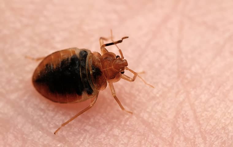 Bedbug 