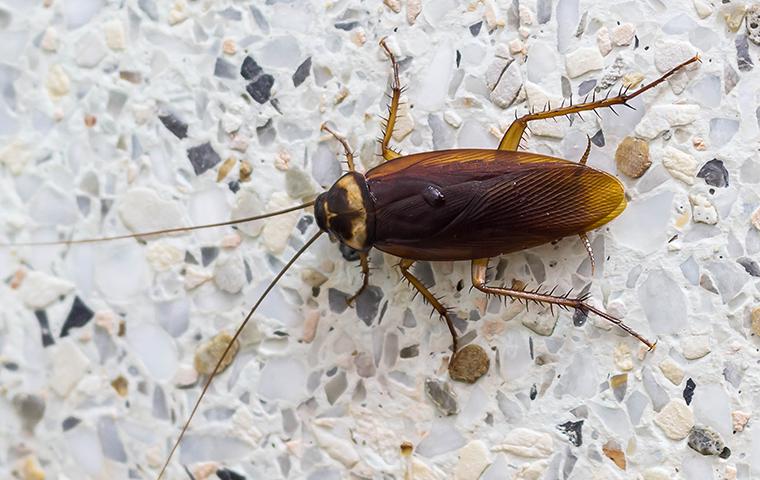 Anerican Cockroach In Bathroom
