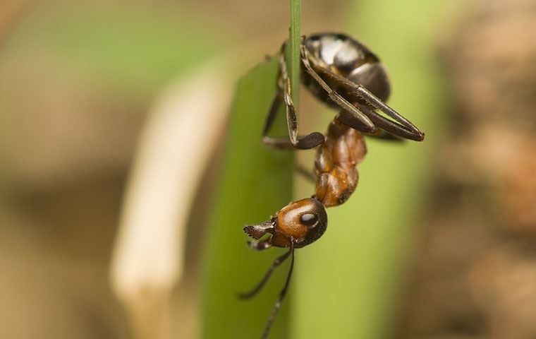 Ants Identification
