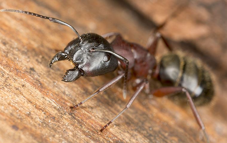 Carpenter Ants Identification