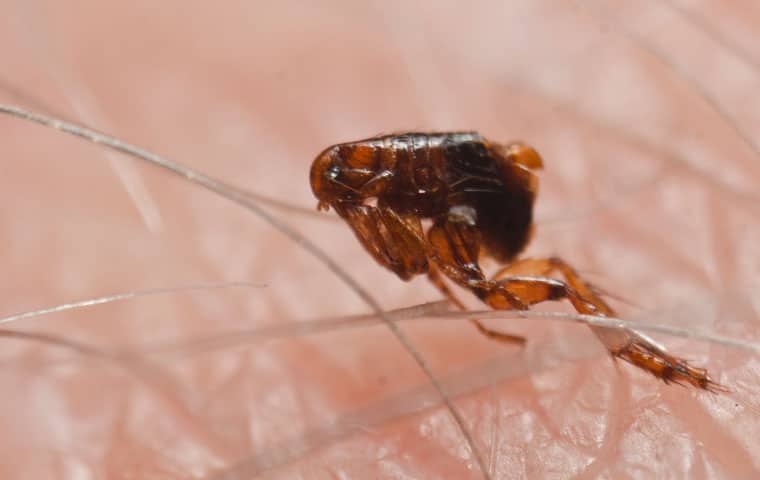 Fleas Identification