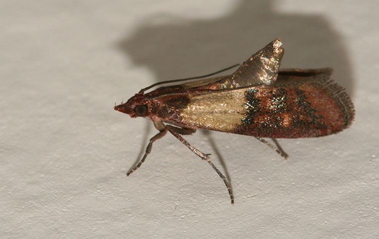 Indian Meal Moth Identification