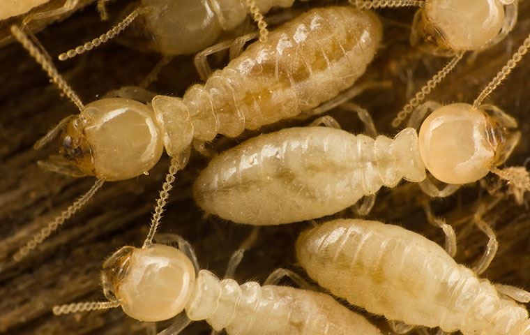 Termites Identification