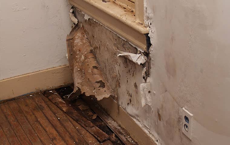 Mold in a house